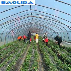 Strawberry Growing Agricultural Single Span 2m Tunnel Plastic Greenhouse