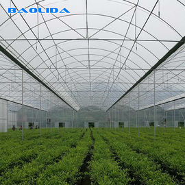 Agriculture Natural Ventilation Greenhouse Temperature Control Multi Span Greenhouse