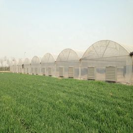 Wind Resistance Sides Ventilation 12m Multi Span Greenhouse