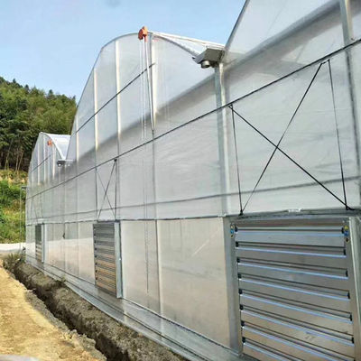 Automatic Control Polyethylene Film UV Protection Multi Span Greenhouse For Plants Growing