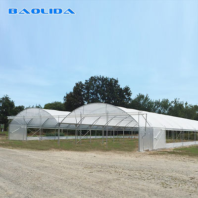 Large 5.3m Multi Span Greenhouse For Agriculture Planting