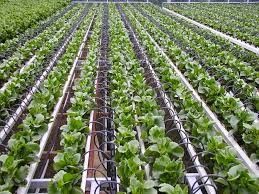 Greenhouse Growing Drip Irrigation Pipe Farm 16mm Greenhouse Irrigation System