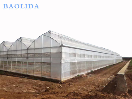 Tropical Roof Ventilation Multi Span Greenhouse