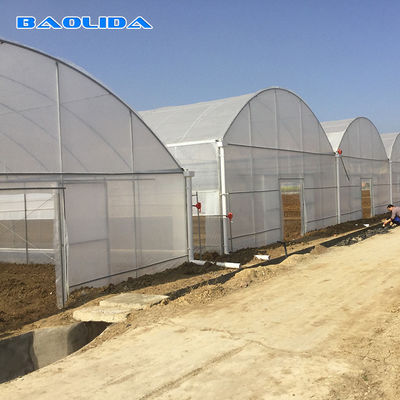 Plastic Multi Span Greenhouse For Tomato Planting