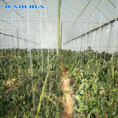 Plastic Multi Span Greenhouse For Tomato Planting