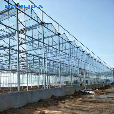 Multi Span Galvanized Steel Frame Glass Covering Venlo Glass Greenhouse