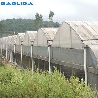 Gothic Style Multispan High Tunnel Plastic Film Multi Span Greenhouse For Tomato Growing