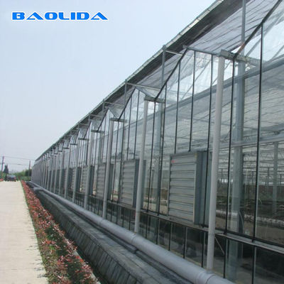 Wind Resistant Prefabricated Multi Span Greenhouse Venlo Type Greenhouse