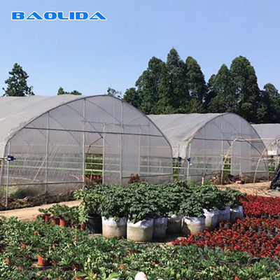 Galvanized Single Span Plastic Tunnel Greenhouse Customized Vegetable Growing