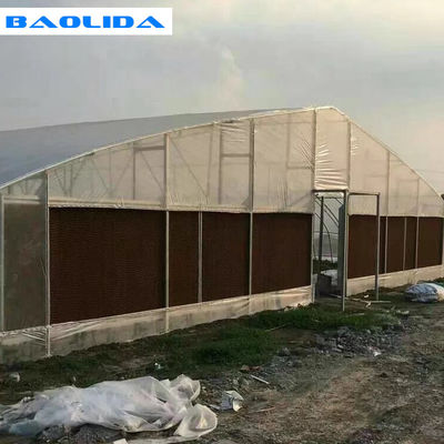 Anti Insect Sides Ventilation Galvanized Frame Tunnel Greenhouse