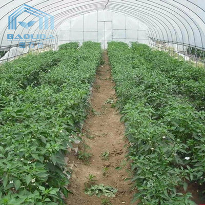 Side Ventilation Plastic Single Span Tunnel Polyethylene Film Greenhouse