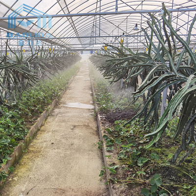 Polyethylene Film Steel Frame Multi Span Greenhouse for Pitaya Cultivation