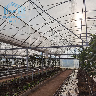 Multi Span PE Film Greenhouse Aluminum Zinc Plating For Grape Planting