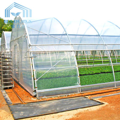 Polyethylene Film Tunnel Steel Frame Greenhouse Single Span Ground Inserted