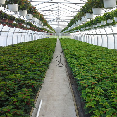 Large Tunnel Ground Polyethylene Film Greenhouse Customized For Tomato