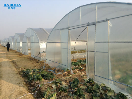 Large Tunnel Ground Polyethylene Film Greenhouse Customized For Tomato