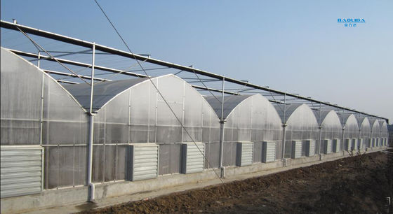 PE Film Tunnel Multi Span Greenhouse High Large Size Anti UV