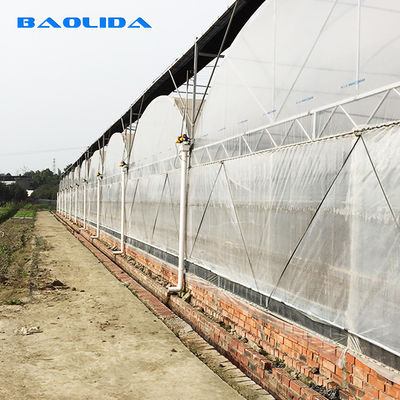 Tunnel Growing Thick Plastic Multi Span Greenhouse For Strawberry Cultivation