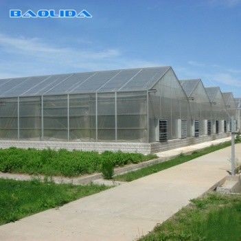 Roof Ventilation 8.0m 16m Multi Span Greenhouse For Vegetable Grow