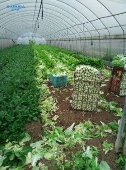 Multi Span Polyethylene Film Tunnel Plastic Greenhouse For Agriculture