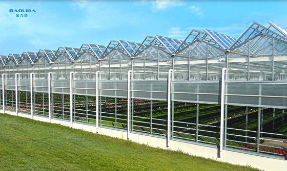 Metal Frame Polytunnel Glass Venlo Type Greenhouse Stabilized 60x90m