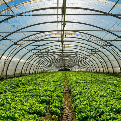 Agriculture Mushroom Management Greenhouse Planting Vegetables Fruits Single-Span Greenhouses