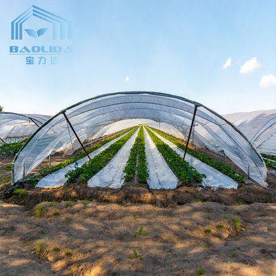 Agriculture Mushroom Management Greenhouse Planting Vegetables Fruits Single-Span Greenhouses