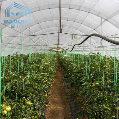 Agriculture Mushroom Management Greenhouse Planting Vegetables Fruits Single-Span Greenhouses