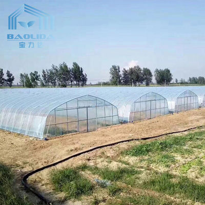 Tunnel Single Span Greenhouse For Vegetables Growing Agricultural Farming