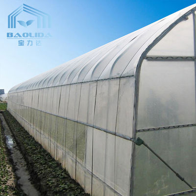 Tunnel Single Span Greenhouse For Vegetables Growing Agricultural Farming