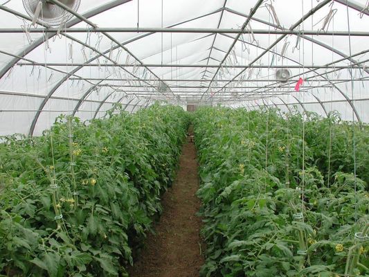 Agriculture Plants Growing Steel Frame Single Span PE Film Greenhouse For Agriculture