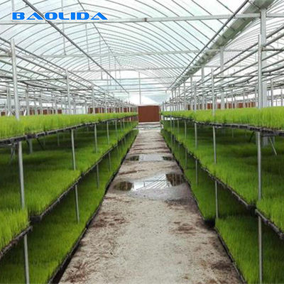 Multispan Plastic Film Greenhouse With Drip Irrigation System Plant Nursery Grow Tent