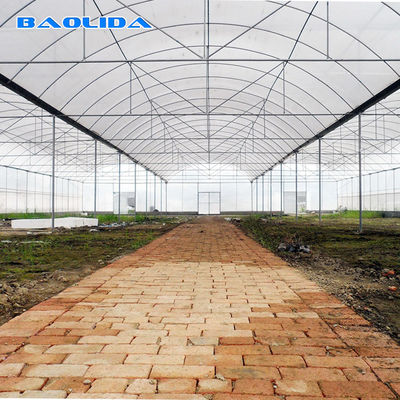 High Tunnel Agricultural Farming Multi Span Greenhouse For Flowers Growing