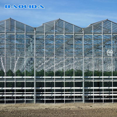 Sides And Top Ventilation System Multispan Glass Covered Venlo Type Greenhouse