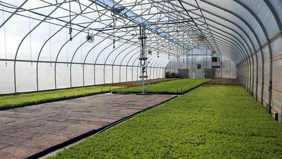 Agriculture Mushroom Management Greenhouse Planting Vegetables Fruits Single-Span Greenhouses