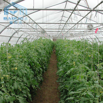 Polytunnel Cooling System Tunnel Plastic Greenhouse With Circulation Fan