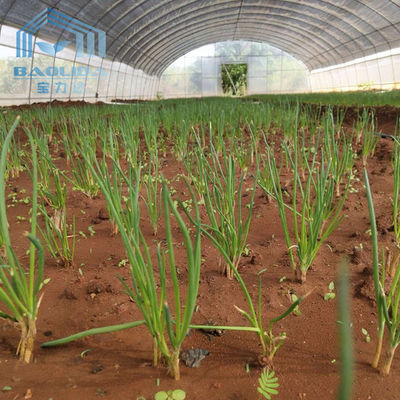 Agricultural Single Span Tunnel Strawberry PE Greenhouse Tunnel Plastic Greenhouse