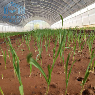 High Strength Agricultural Tomato Poly Tunnel Greenhouse Aluminum Zinc Plating