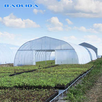 Vegetable Tunnel Plastic Film Greenhouse Single Span Hot Dip Galvanized