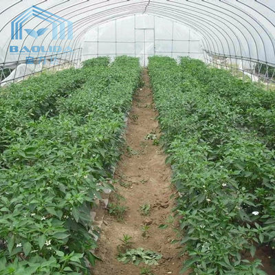 Polyethylene Vegetable Tunnel Film Greenhouse Galvanized Single Span