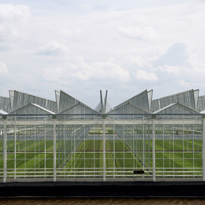 Garden Winter Cover Mushroom Solar Glass Greenhouse Multi Span Venlo Type Greenhouse