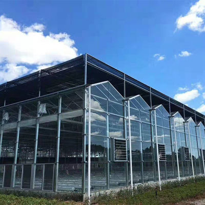 Garden Winter Cover Mushroom Solar Glass Greenhouse Multi Span Venlo Type Greenhouse