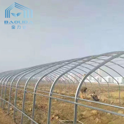 Kale Side Ventilation Steel Frame Greenhouse Single Span With Shading System