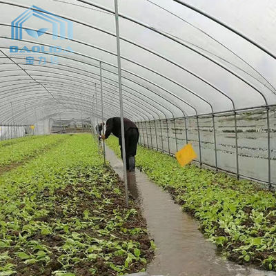 Tomato Single Span Tunnel Greenhouse Side Ventilation Customized With Seedbed System