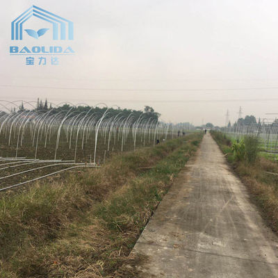 Single Span Tunnel Plastic Greenhouse With Aluminum Plated Zinc Steel Tube