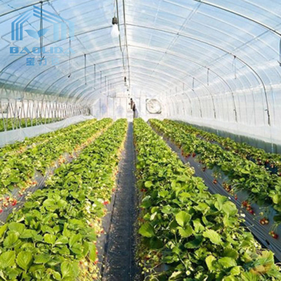 Modern Tunnel Plastic Greenhouse For Tropical Climate Plastic Covering