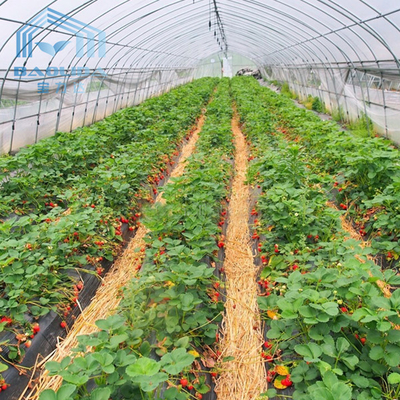 Plastic Tunnel Strawberries Agricultural Farm Tunnel Plastic Greenhouse With Ventilation System