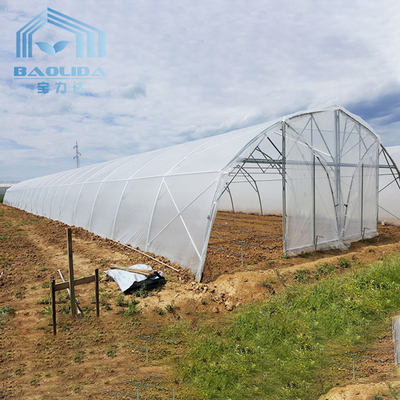 Tomato Poly Greenhouse Agricultural Tunnel Plastic Greenhouse For Drip Irrigation Equipment