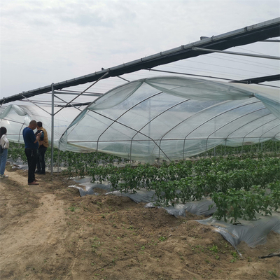 High Yield Plastic Film Agricultural Greenhouse Grown Strawberries Rain Shelter