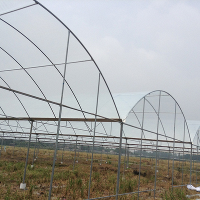 Plastic Film Greenhouse Multi Span Rain Shelter Greenhouse For Plum Growing